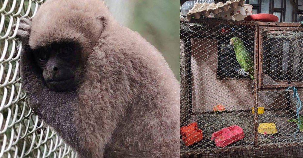 Autoridades ambientales rescatan animales silvestres del cautiverio en el Huila
